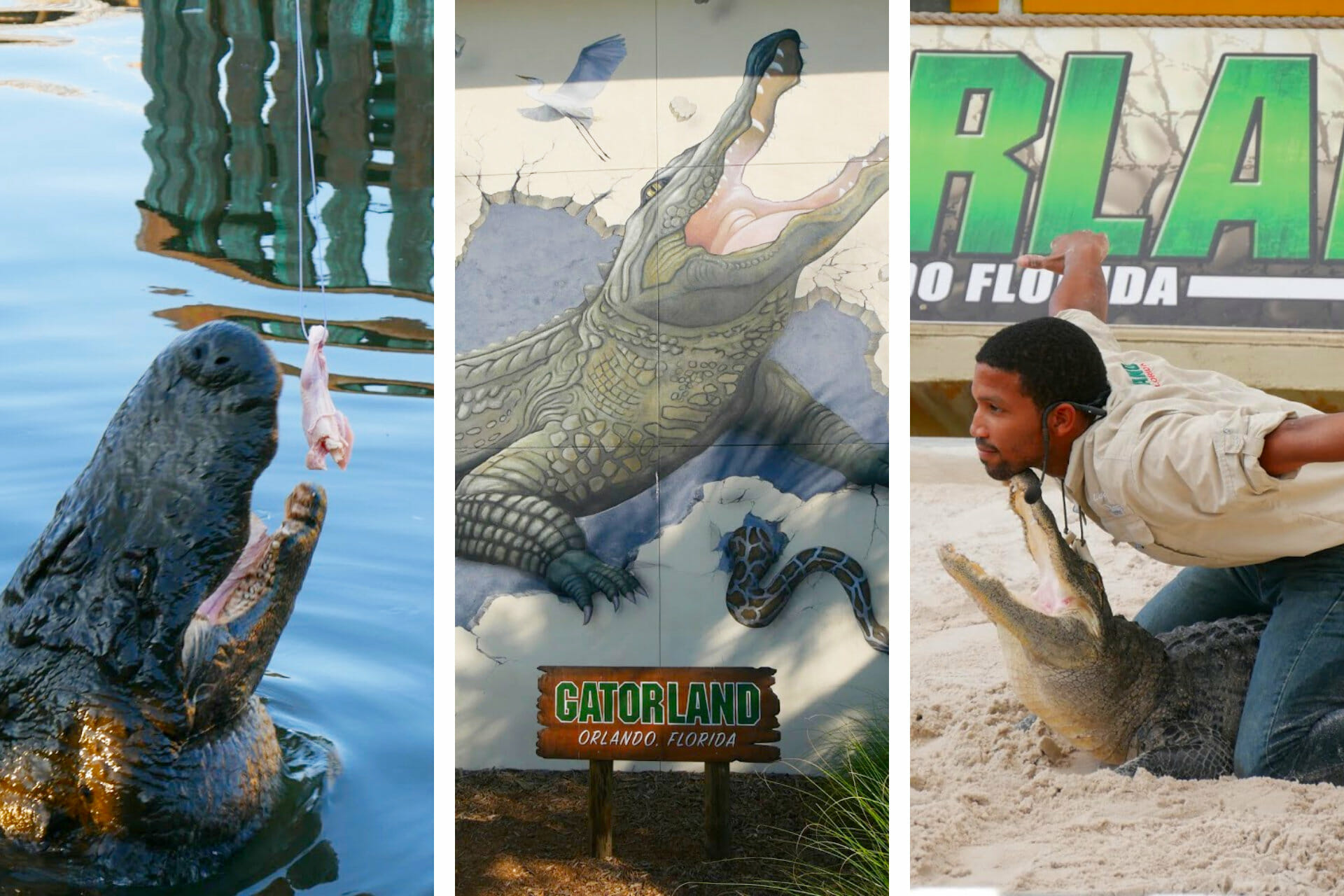 Super Honest Gatorland Florida Review All American Atlas Super Honest Gatorland Florida Review All American Atlas