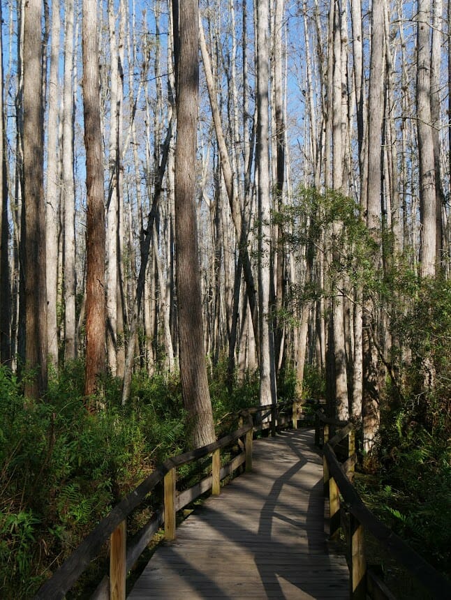 Trees in a swamp with a path through