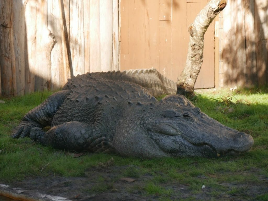 Super Honest Gatorland Florida Review All American Atlas Super Honest Gatorland Florida Review All American Atlas