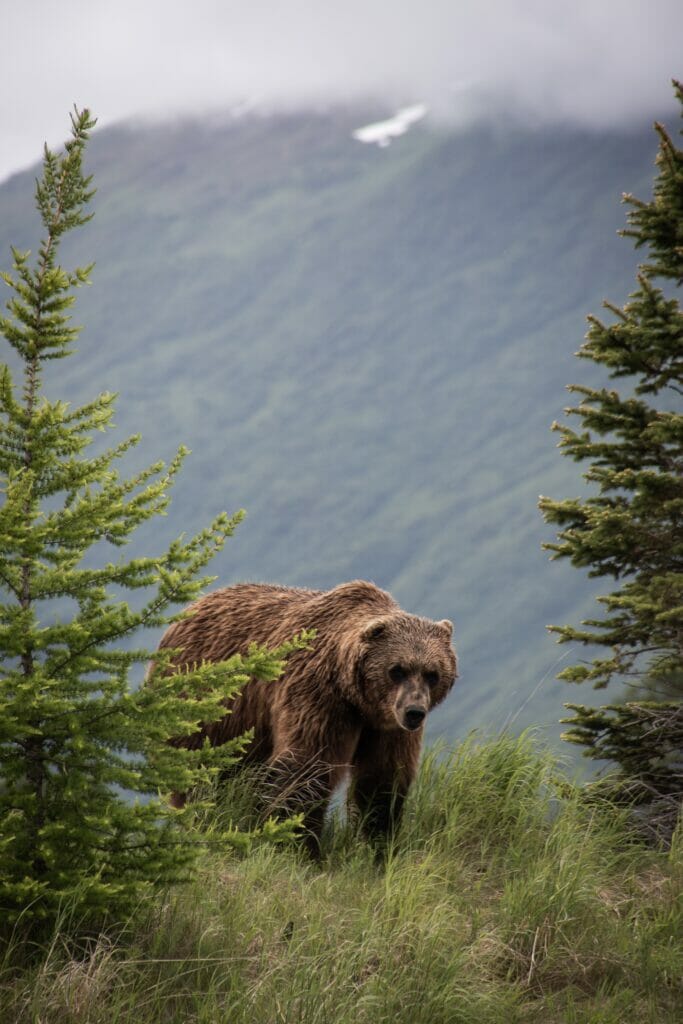 brown bear in alaska